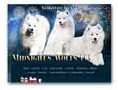  Samoyeds Kennel Midnight's Wolfs FCI