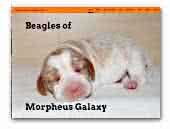 of Morpheus Galaxy Beagles