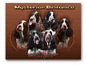 Mysterion Britanica English Springer Spaniel