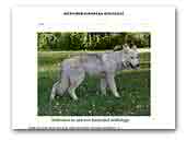 northerneuropeanwolfdogs.com
