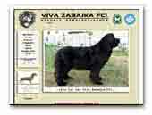 Newfoundlands Viva Zabajka FCI