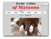 Border Collie Kennel Of Maranns Home