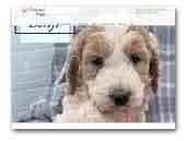 Orchard Pups Goldendoodle