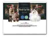 Piccolo Cane York hodowla Yorkshire Terrier & Maltese