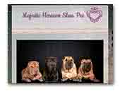 Shar Pei Majestic Horizon