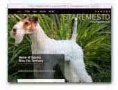 Staremesto Wire Fox Terriers