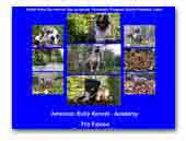 Academy The Falcon - American Bully Kennel