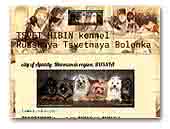Tsvet Hibin kennel, Russkaya Tsvetnaya Bolonka
