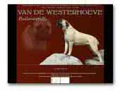 Van de westerhoeve Bullmastiffs