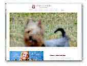 Volitans Australian Silky Terriers