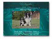 Winyela Border Collies