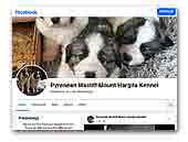 Pyrenean Mastiffs Mount Hargita kennel