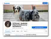 IVZ Kennel Australian Shepherd & German Spaniel