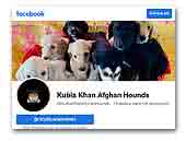 Kubla Khan Afghan Hounds