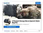 Spanish Water Dog FCI Z Warowni Starego Morza