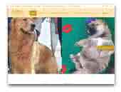 Allevamento Della Regina - Shiba Inu, Golden Retriever