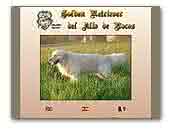 Golden Retrievers Alto de Bocos