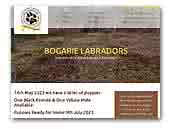 Bogarie Arran Labradors