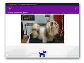 Biser od Ravanice Shih Tzu