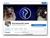 Blue Universe FCI Shetland sheepdog kennel