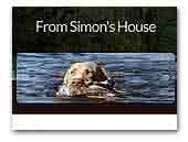 German Wirehaired Pointer Simon's House kennel