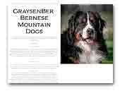 Graysenber Bernese Mountain Dogs