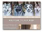 Happyheart Bear Kennel Siberian Huskies