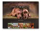 Piece of my life Irish Red Setters