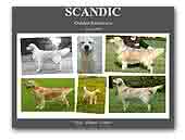 Scandic Golden Retrievers