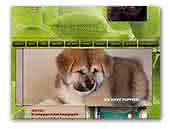 Key To Marvel Labrador Retrievers, Akita Inu, Cavalier King Charles Spaniels