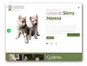 Lobos de Sierra Morena Czechoslovakian Wolfdogs