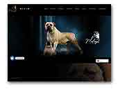 Malaga Boerboels