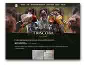 Triscoba Deutsch Drahthaar