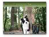 Winyela Border Collies