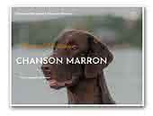 Chanson Marron - Flat coated Retriever