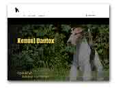 Kennel Danfox - Wire Foxterrier & Sealyham Terriers