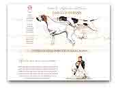 English Pointer and Staffordshire Bull Terrier Farista Almas