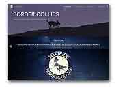 Foxtrick Border Collies
