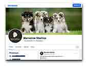 Marveline Shetland Sheepdogs
