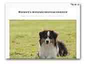 Minimark Miniature American Shepherd