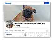 My Sweet Moments french bulldog, pug kennel
