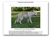 northerneuropeanwolfdogs.com