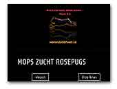 Mopszucht Rosepugs