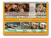 kennel Del Dharmapuri Spanish Mastiff