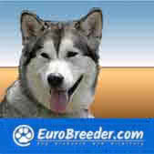 Alaskan Malamute Breeders and Kennels - EuroBreeder.com