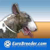 English Bull Terrier Breeders and Kennels - EuroBreeder.com