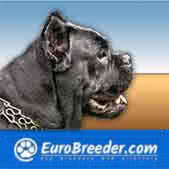 Cane Corso Italiano Breeders And Kennels Eurobreedercom