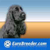 English Cocker Spaniel Dog Breeders and Kennels - EuroBreeder.com