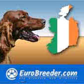 irish kennel club cocker spaniel breeders