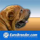 Shar Pei Breeders and Kennels - EuroBreeder.com